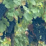 Maison Du Roy / Royal Chambers *