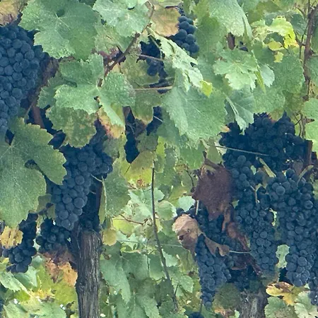 Maison Du Roy / Royal Chambers *