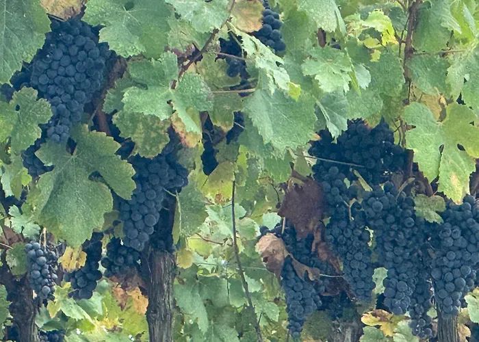 Maison Du Roy / Royal Chambers *